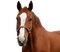 hevonen, horse, domestic animal, kotieläin - png grátis Gif Animado
