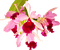orquidea - zdarma png animovaný GIF