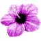Animated.Flower.Purple - By KittyKatLuv65 - Besplatni animirani GIF animirani GIF