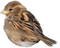 fågel-brun