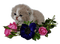 Kaz_Creations Cats Cat Kittens Kitten Flowers - ingyenes png animált GIF