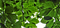 Blätterdach - ingyenes png animált GIF