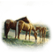 caballos dubravka4 - 免费PNG 动画 GIF