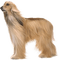 hund--dog - ücretsiz png animasyonlu GIF