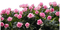 Pflanze - kostenlos png Animiertes GIF