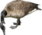 Птица - Free PNG Animated GIF