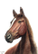 cheval - gratis png animerad GIF