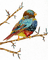 oiseau ** - PNG gratuit GIF animé