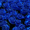 Blue Roses Background