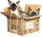 dolceluna spring cat vintage deco - png gratis GIF animado