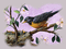 image encre animé effet oiseau - Nemokamas animacinis gif animuotas GIF