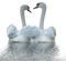 Swan*kn* - png gratis GIF animasi