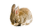 bunny - gratis png animeret GIF