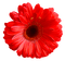 red spring flower - png gratuito GIF animata