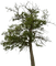 tree puu luonto nature - Free PNG Animated GIF