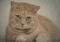 Sad Cat - Free animated GIF Animated GIF