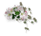 blommor-blomma-vit-rosa - png gratis GIF animado