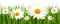 Daisies Bb2 - 免费PNG 动画 GIF