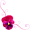 pansy flowers bp - 免费PNG 动画 GIF