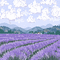 dolceluna bg gif field lavender animated