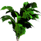Tube Plante Verte