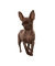 Chihuahua - gratis png animeret GIF