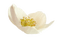 Kaz_Creations Cream Deco Colours Flower - 免费PNG 动画 GIF