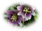 fleur mauve.Cheyenne63 - Free PNG Animated GIF