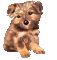 dog - Zdarma animovaný GIF animovaný GIF