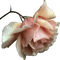 blomma-rosa - png gratuito GIF animata