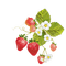 flower,fruit,f strawberry - PNG gratuit GIF animé