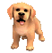 dog - Ingyenes animált GIF animált GIF