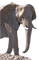 elephant - безплатен png анимиран GIF