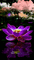 Lotus - Gratis geanimeerde GIF geanimeerde GIF