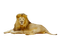 lion - PNG gratuit GIF animé