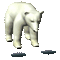 polar bear bp