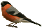 Kaz_Creations Birds Bird - Darmowy animowany GIF animowany gif