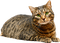 Kaz_Creations Cat Kitten - png gratuito GIF animata
