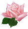 rose bleue - Darmowy animowany GIF animowany gif