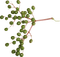 Kaz_Creations Green Deco Grapes   Colours - ilmainen png animoitu GIF