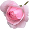 Tube Rose - δωρεάν png κινούμενο GIF
