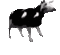 polish cow dance - GIF animate gratis GIF animata