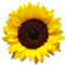 Kaz_Creations Deco Flowers Sunflower Flower - бесплатно png анимированный гифка