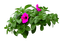 fleur hibiscus purple , Pelageya - PNG gratuit GIF animé