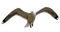 Seagull.White.Gray.Black - δωρεάν png κινούμενο GIF