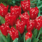 red tulips-Lou - GIF animado grátis Gif Animado