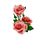 Розы с каплями росы - GIF animé gratuit