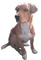 dog by nataliplus - безплатен png анимиран GIF