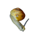 snail - png gratuito GIF animata