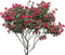 flowers - бесплатно png анимированный гифка